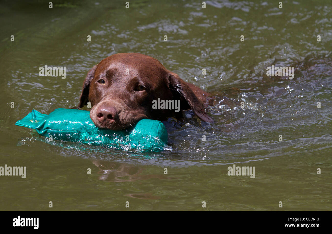 Cane da caccia alla formazione con fantoccio in acqua Foto Stock