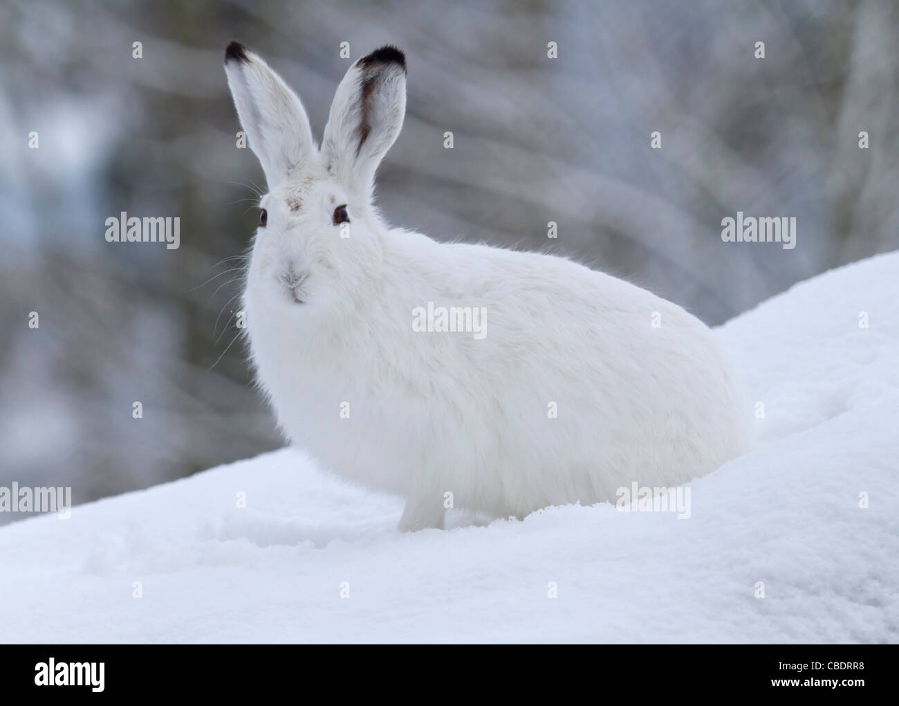 La lepre bianca nella neve (Lepus timidus) Foto Stock