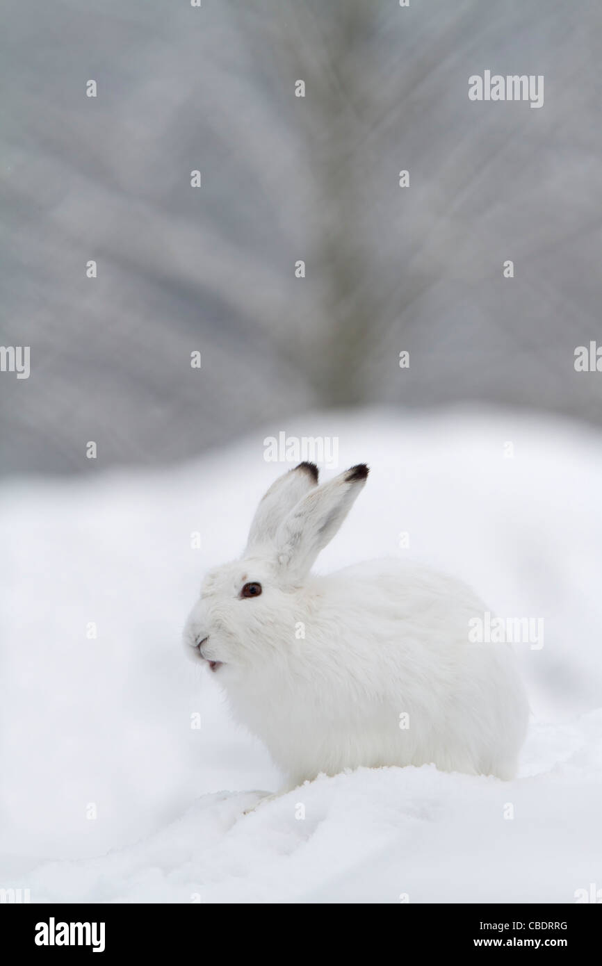 La lepre bianca nella neve (Lepus timidus) Foto Stock