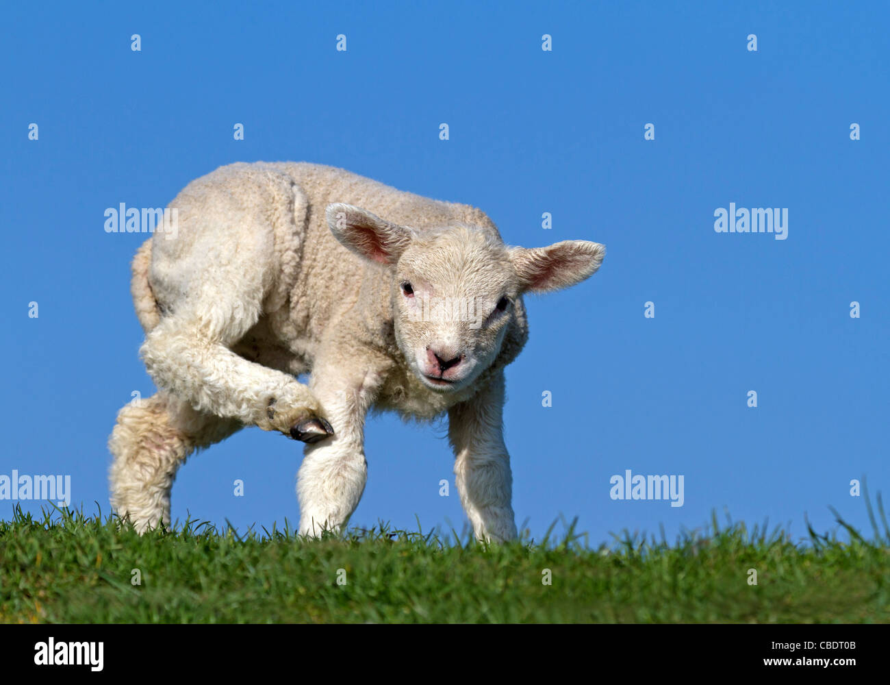 Giovani gli animali domestici delle specie ovina (Ovis orientalis aries) Foto Stock