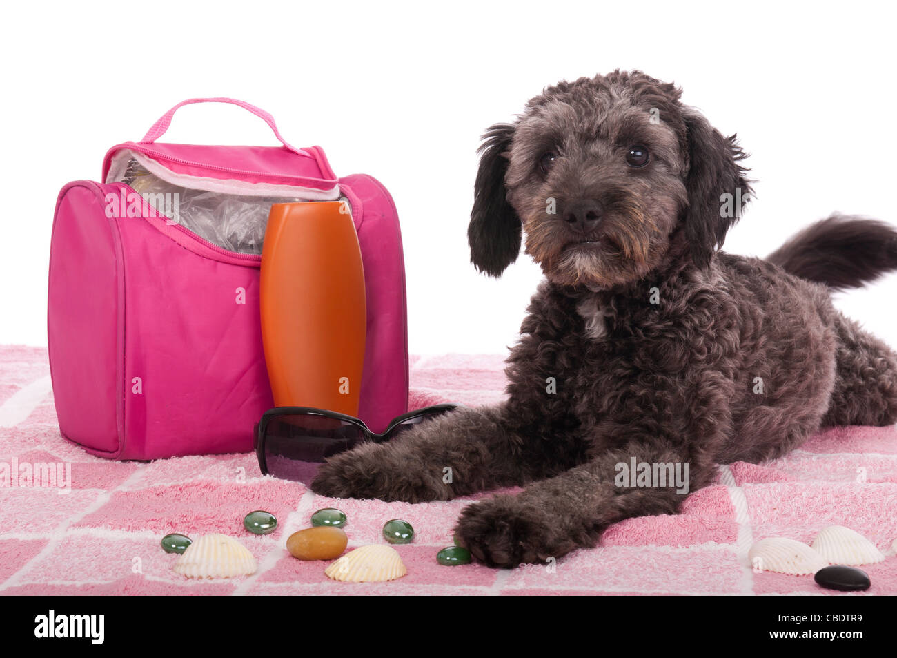Simpatico cane shipoo sdraiati sulla spiaggia (studio impostazione con sacchetto, lozione solare, asciugamano rosa e piccoli ciottoli) isolato su bianco backgr Foto Stock