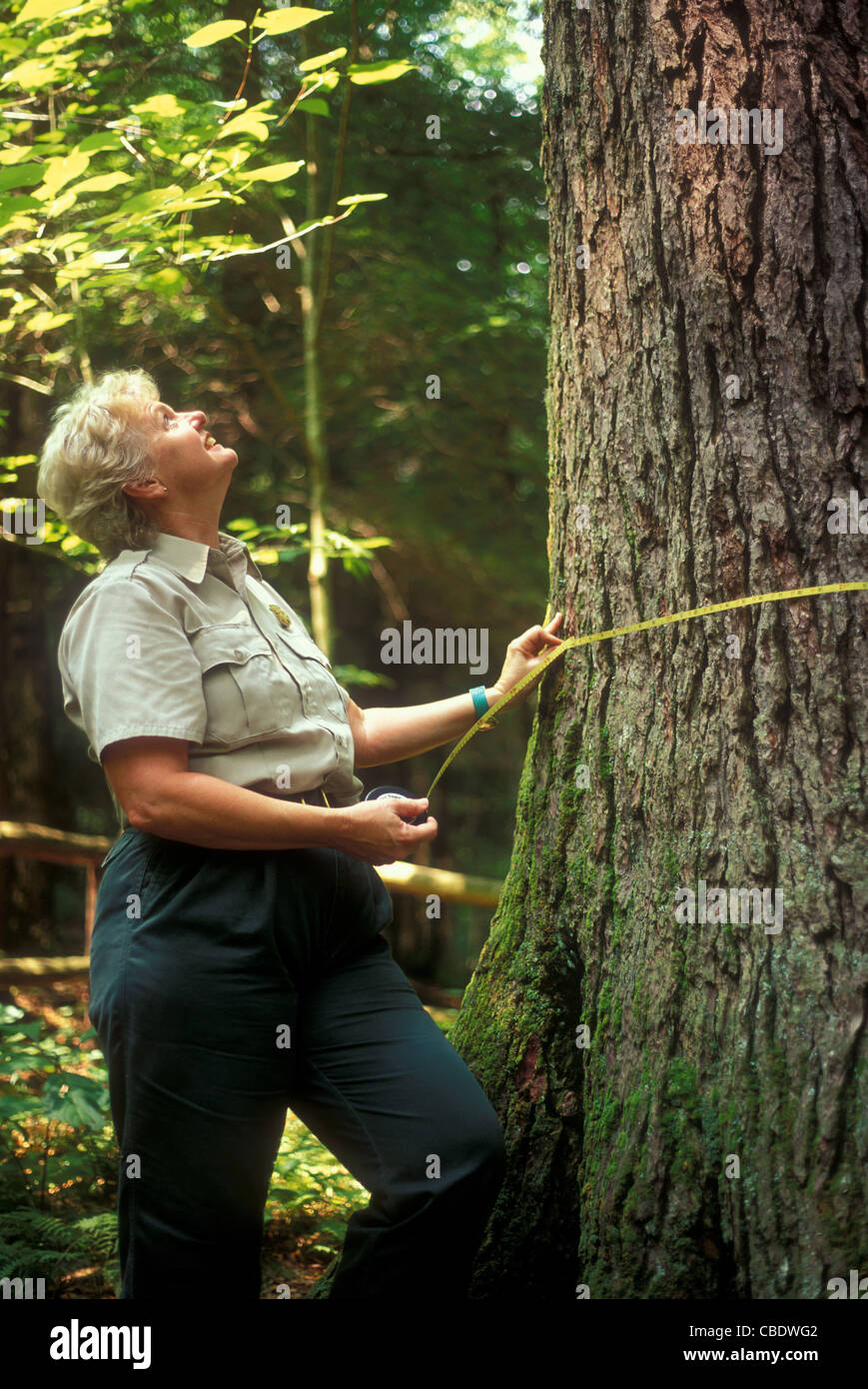 Stato NC forester Virginia Russell misura lo stato campione hemlock tree in Joyce Kilmer Memorial Forest, NC Foto Stock