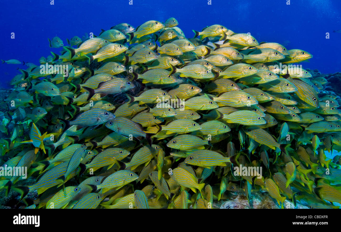 La scolarizzazione si radunano di pesce su una scogliera in Florida Keys National Marine Sanctuary. Foto Stock