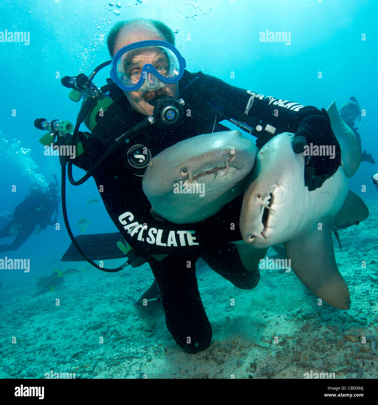 Spencer ardesia interagisce con due infermiere gli squali di barriera corallina a gomito Foto Stock