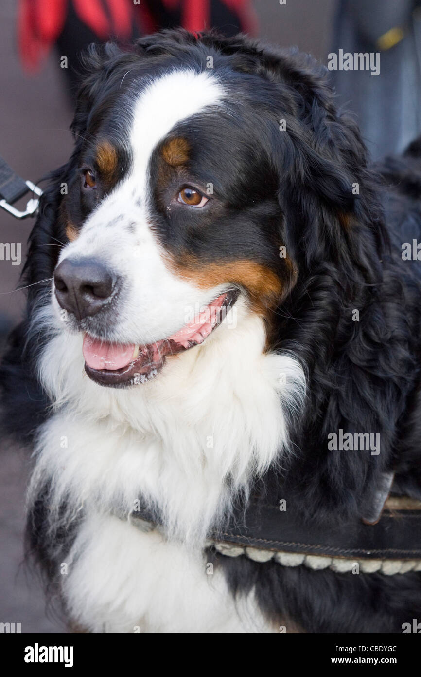 Bernese cani di montagna faccia Canis lupus familiaris Foto Stock