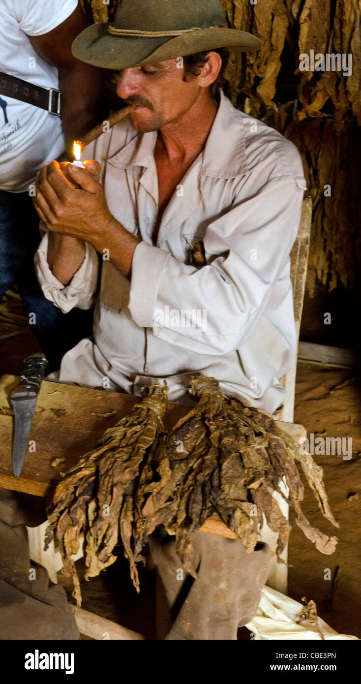 Ritratto di uomo cubano di fumare sigaro in fabbrica di tabacco di Pinar del Rio Viñales Cuba Foto Stock