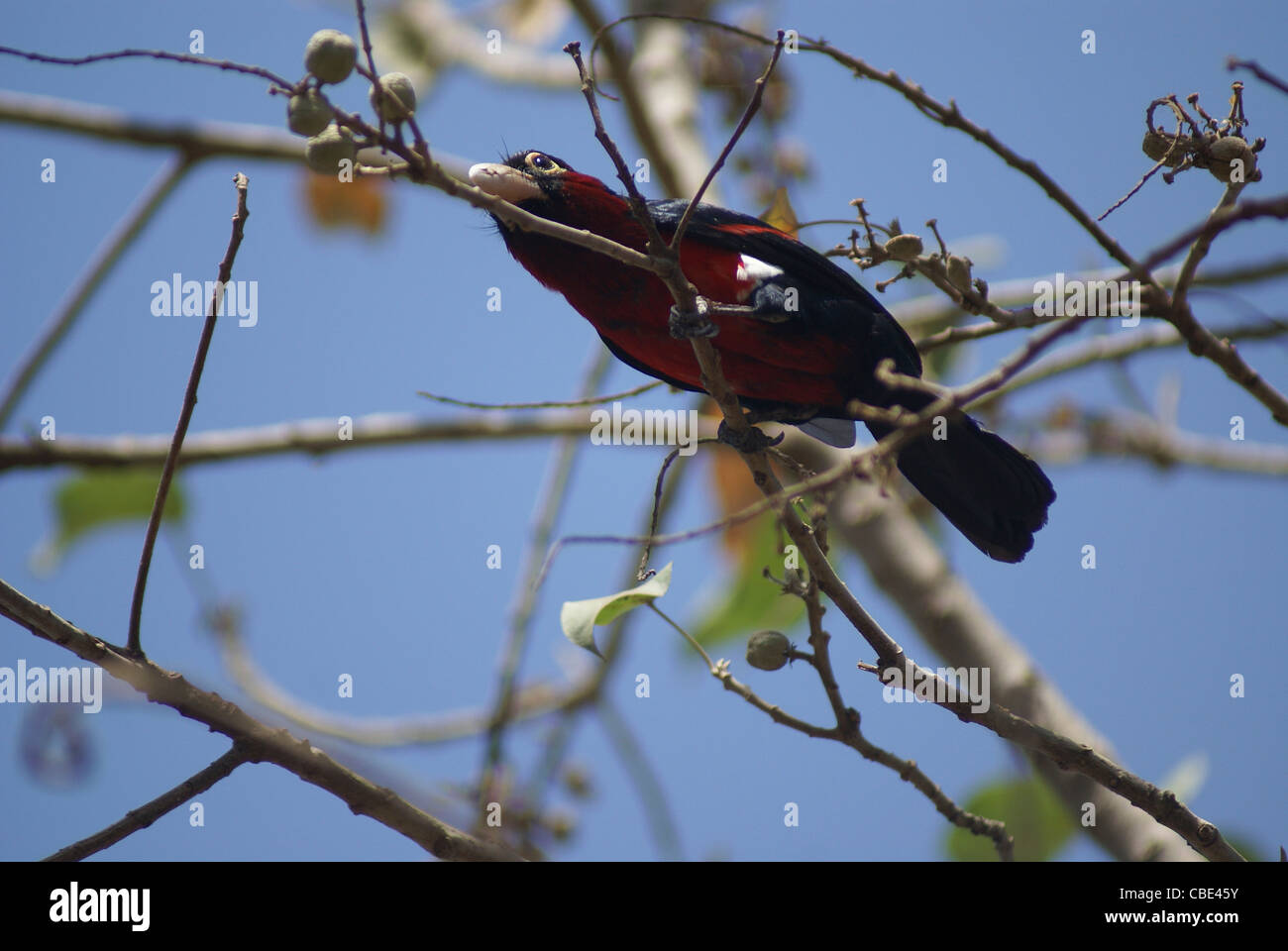 Crimson-breasted Gonolek (ex Crimson-breasted Shrike) Laniarius atrococcineus, fotografato in Etiopia, Amhara Region Foto Stock