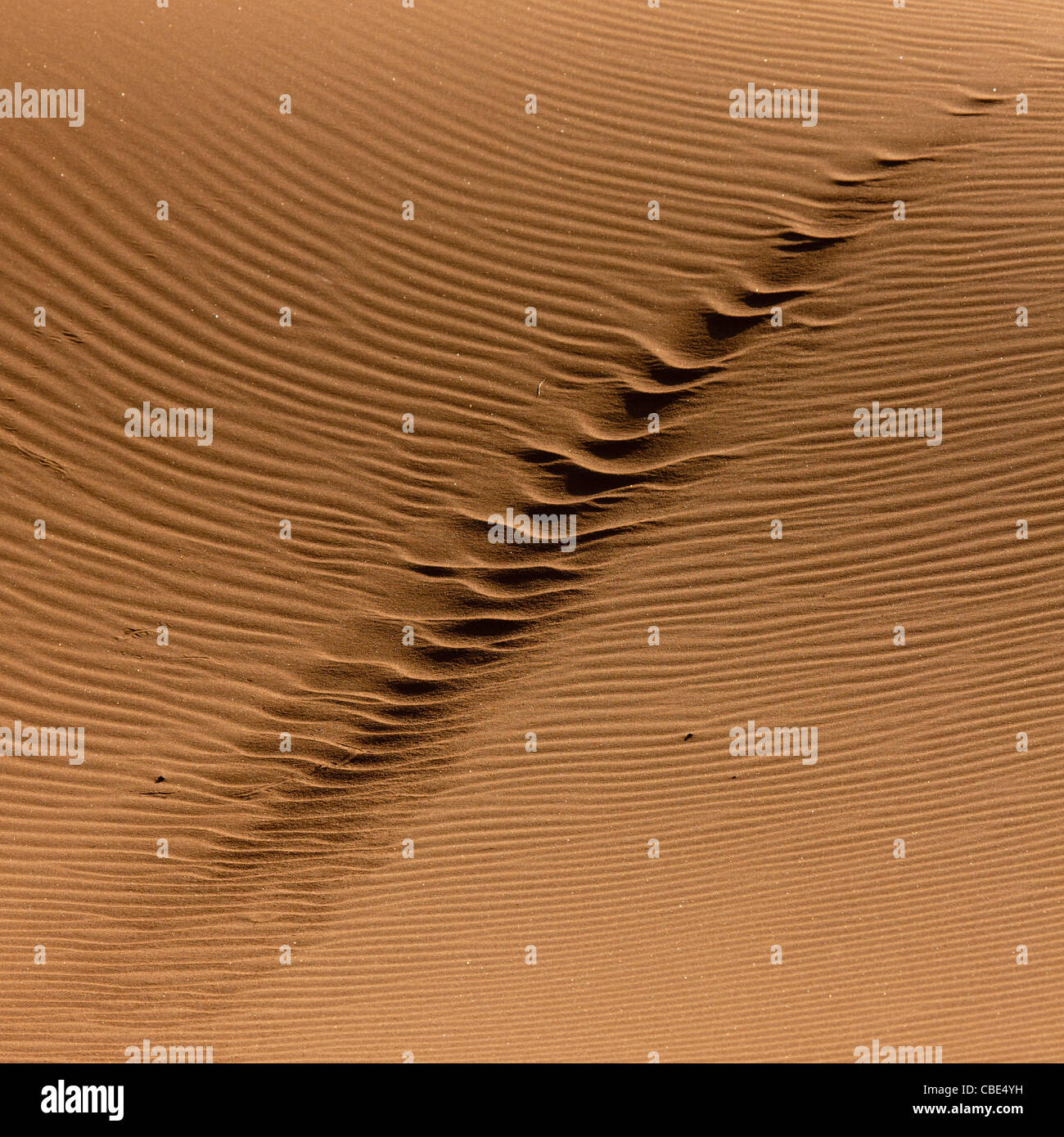 Auto tracce nella sabbia del deserto del Namib, Iona National Park, Angola Foto Stock