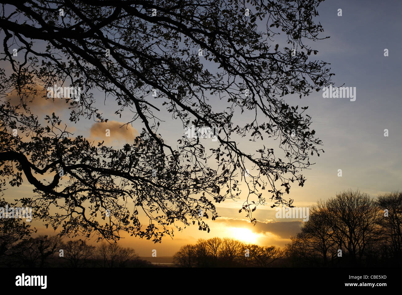 Inverno alberi stagliano contro un cielo di sera. Foto Stock