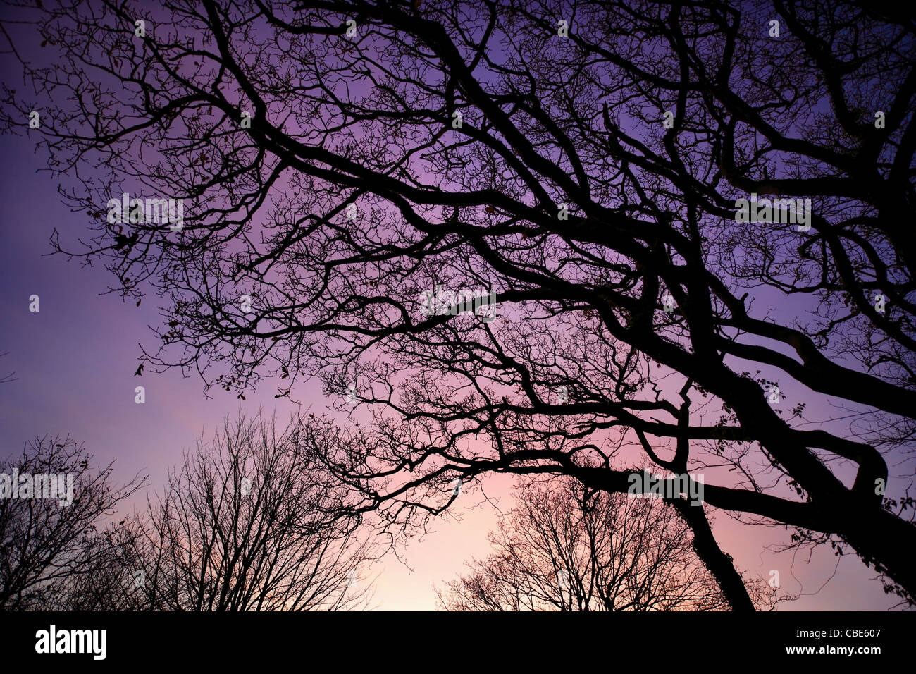 Inverno alberi stagliano contro un cielo di sera. Foto Stock