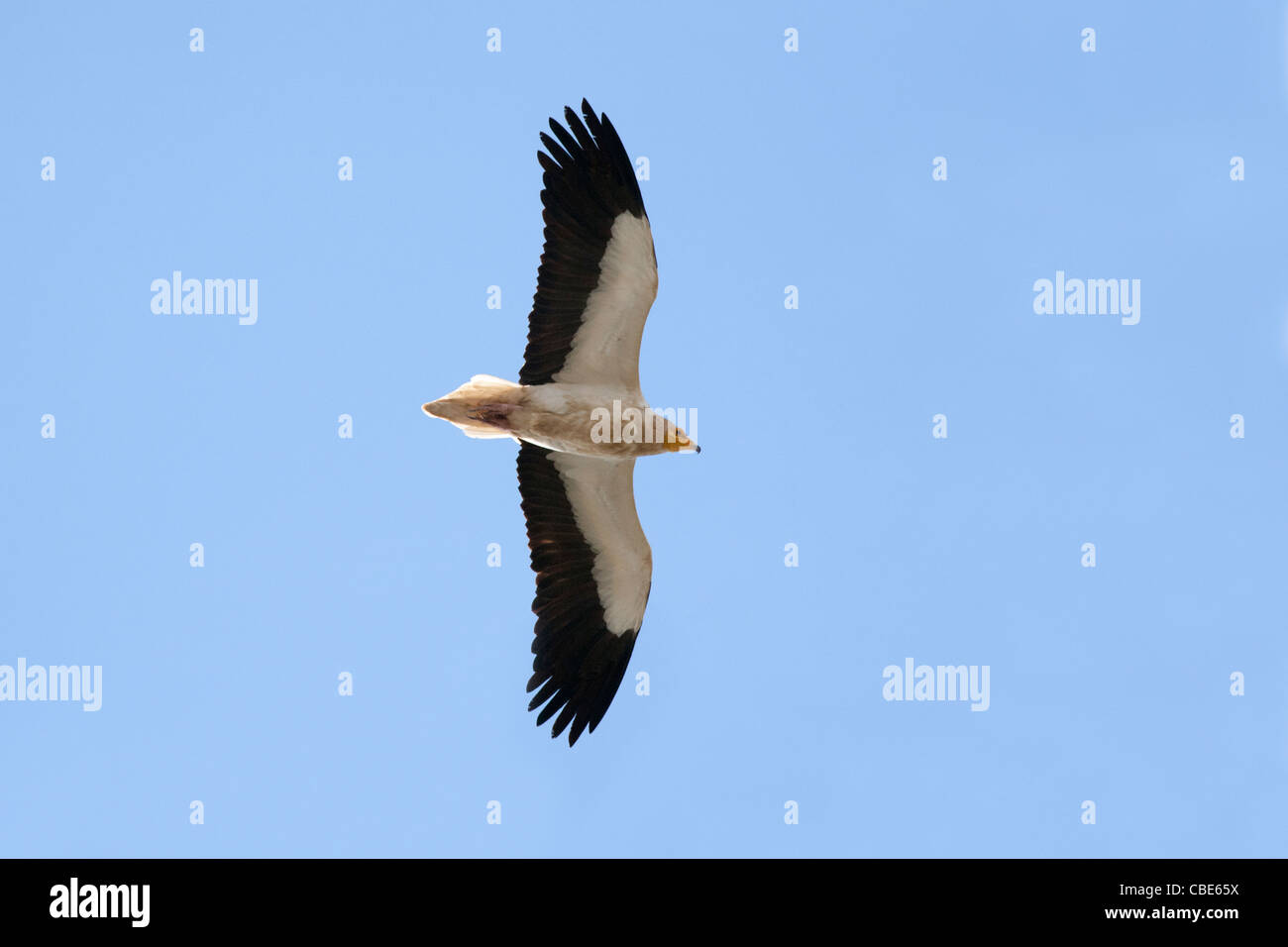 Avvoltoio Capovaccaio (Neophron percnopterus), in volo, Spagna Foto Stock