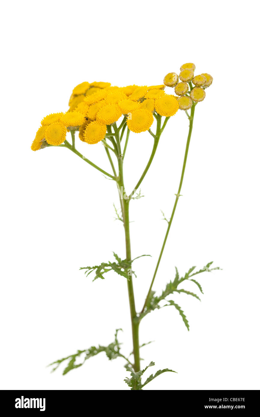Erba gialla tanacetum vulgare su sfondo bianco Foto Stock