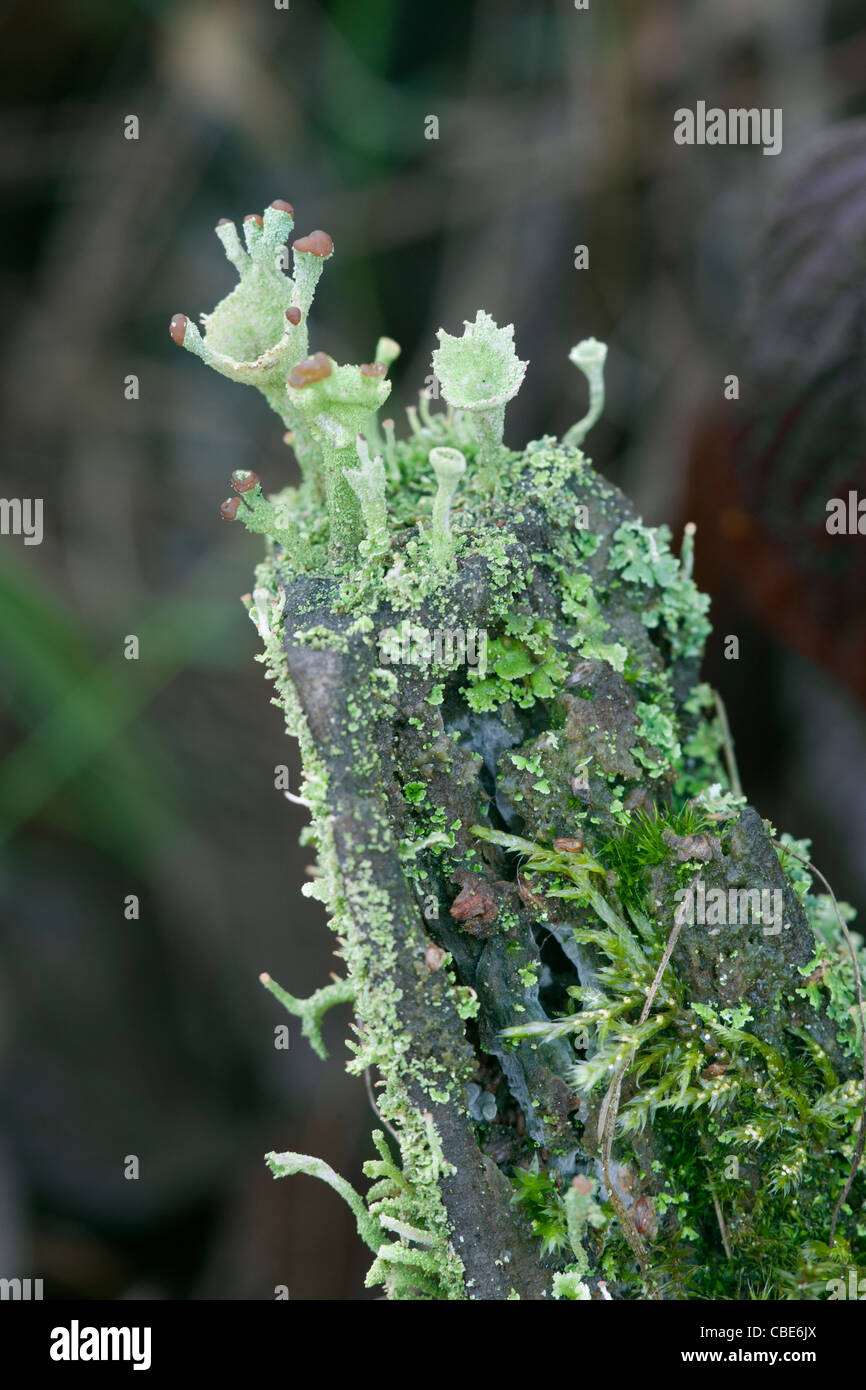 Licheni Cladonia fimbriata mostra mature a frutto di tazze che cresce su albero morto il moncone Foto Stock