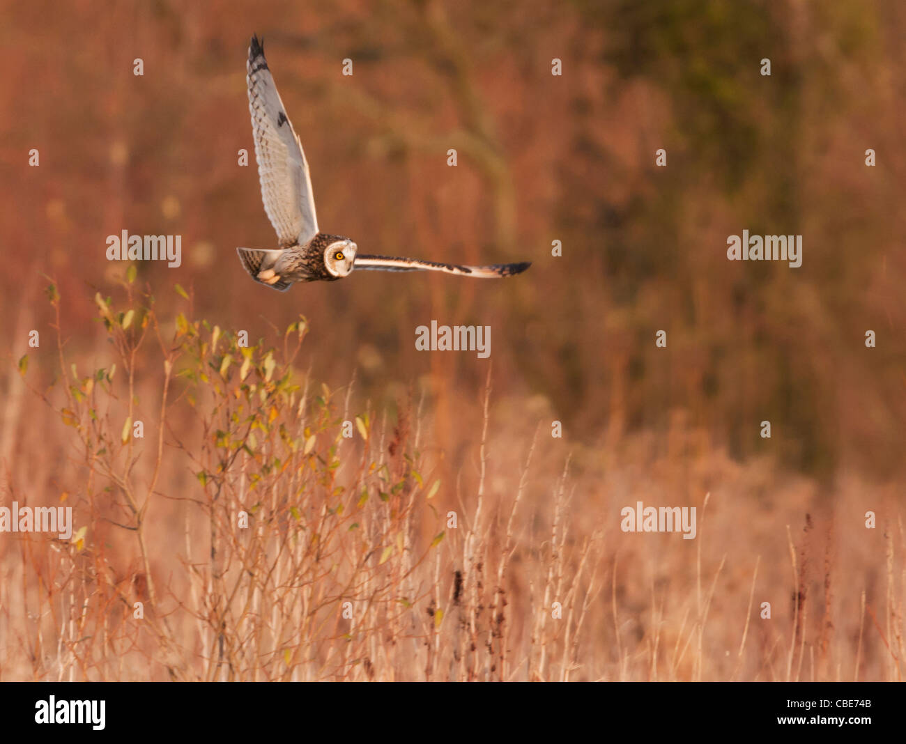 Wild Short Eared Owl caccia su terreni sconnessi praterie in Leicestershire Foto Stock