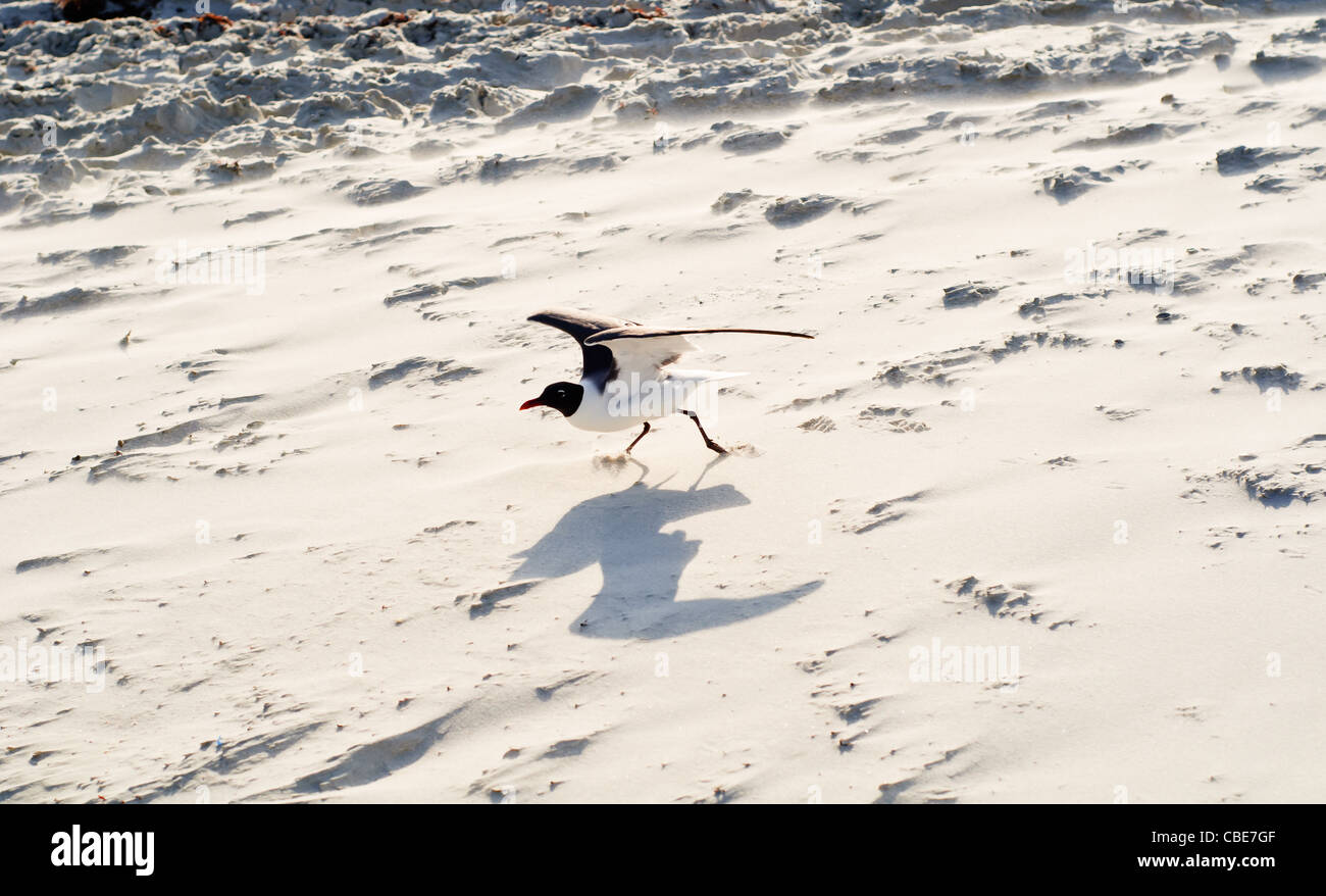 Sea Gull decollare in volo sulla spiaggia sabbiosa Foto Stock
