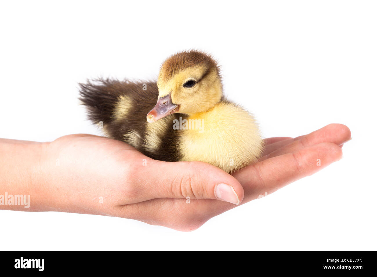 Anatroccolo davanti a uno sfondo bianco, isolata. La foto è realizzata in studio. Foto Stock