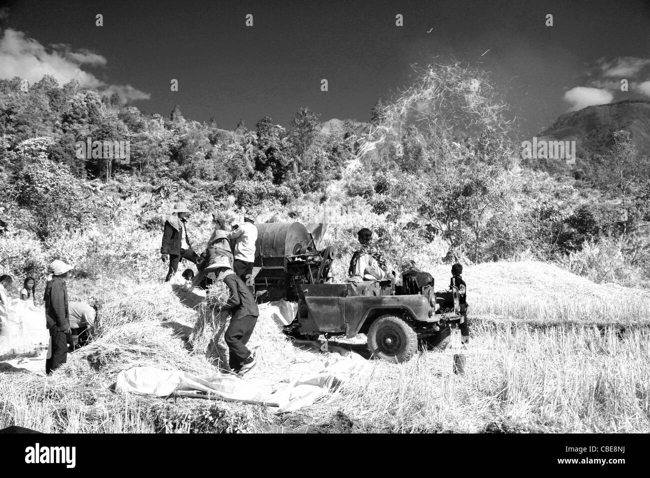 Raccolto di riso nel Laos Asia Foto Stock