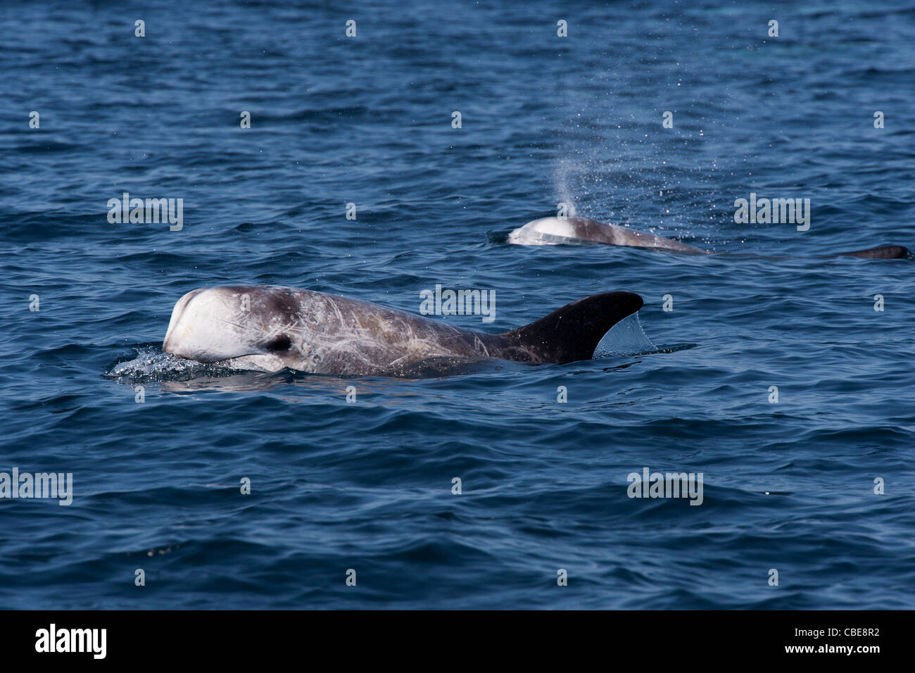 Risso delfini (Grampus griseus) di riporto. Monterey, California, Oceano Pacifico. Foto Stock