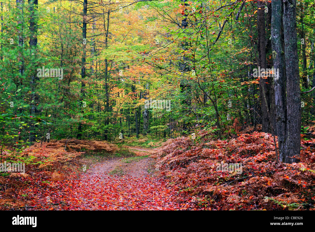 Questa strada rurale passa attraverso i colori dell'autunno della Hiawatha National Forest nella Penisola Superiore del Michigan. e Alger County. Foto Stock