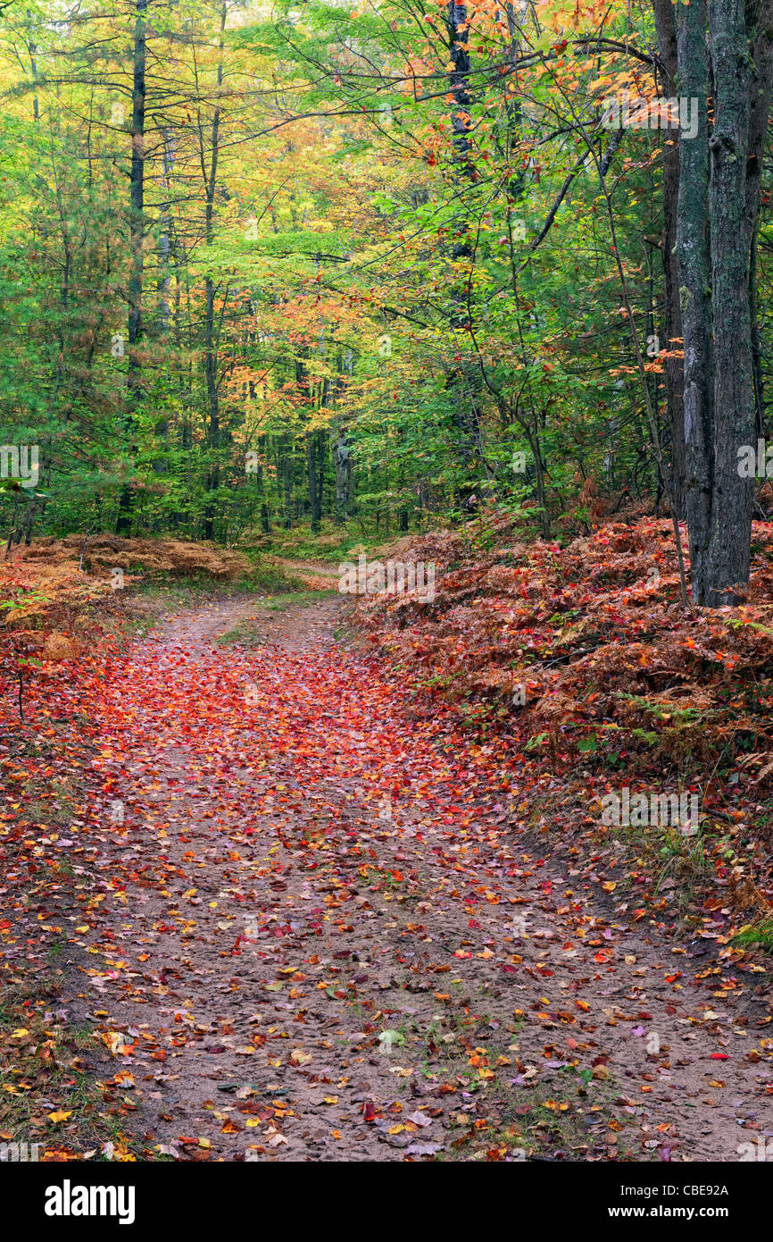 Questa strada rurale passa attraverso i colori dell'autunno della Hiawatha National Forest nella Penisola Superiore del Michigan. e Alger County. Foto Stock