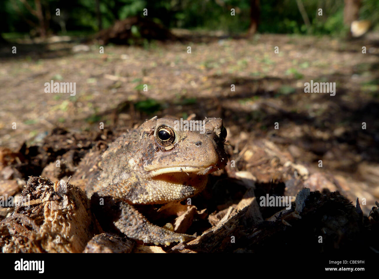 Una vista frontale closup del Bufo americanus noto anche come un rospo Fowlers e giardino comune rospo. Foto Stock