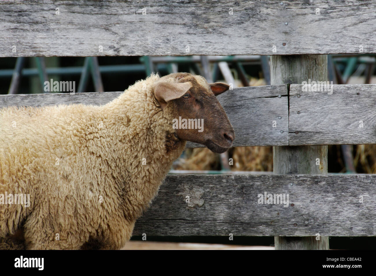 Primo piano di una pecora nei pressi della vecchia staccionata in legno Foto Stock