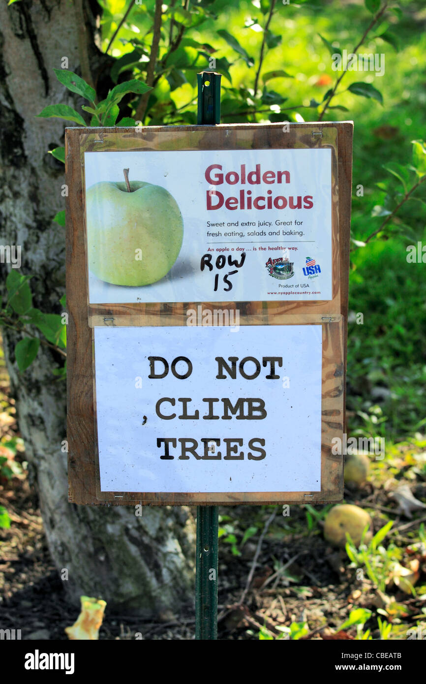 Frutteto di mele Foto Stock