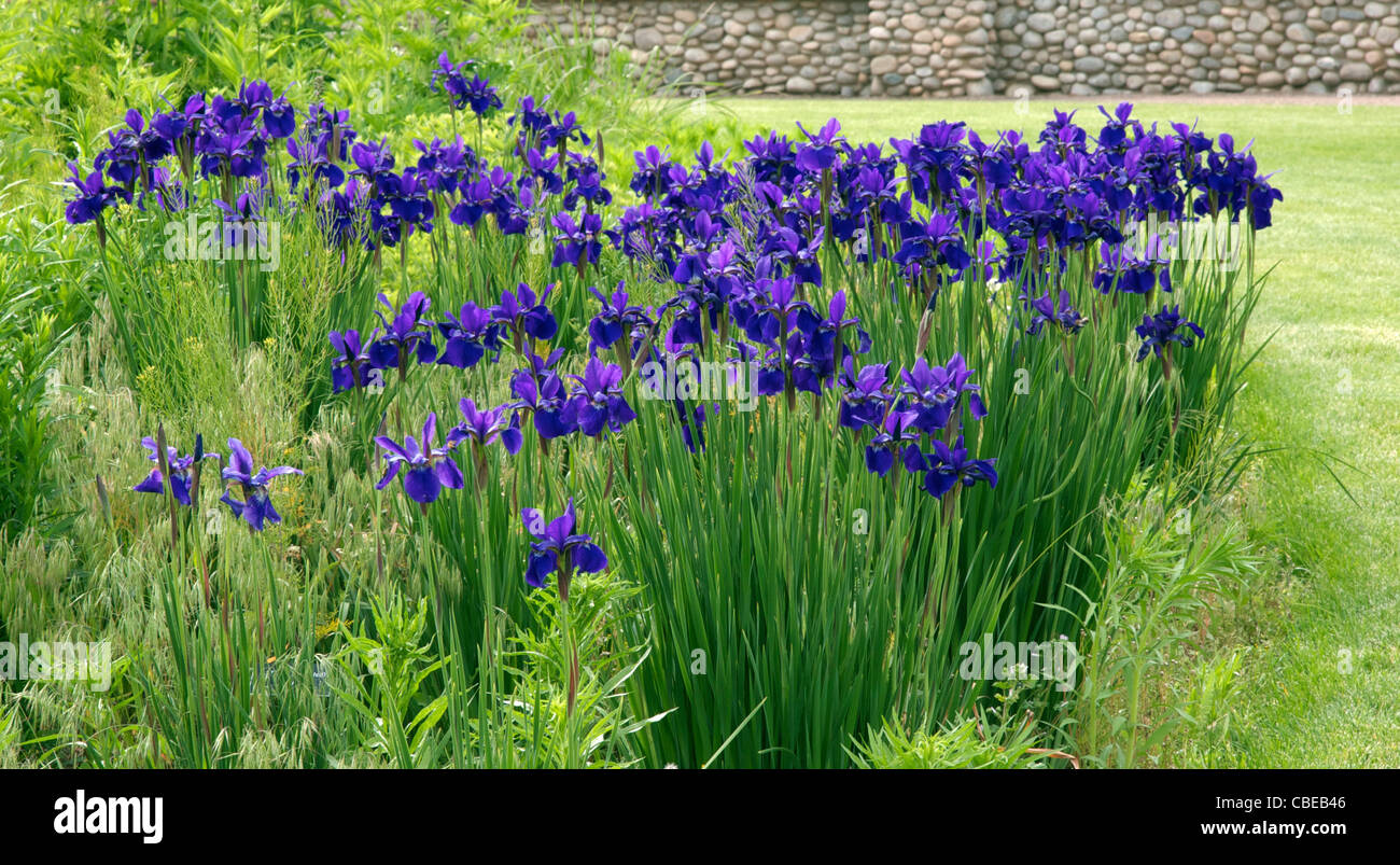 Iris siberiano in piena fioritura. Foto Stock