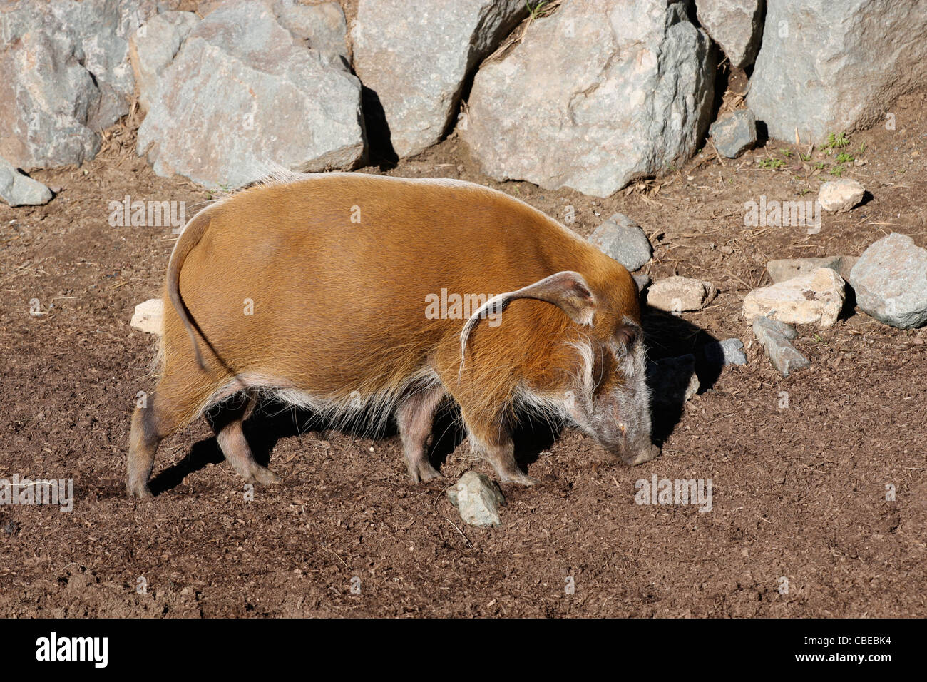 Red River hog, lo Zoo di San Diego Foto Stock