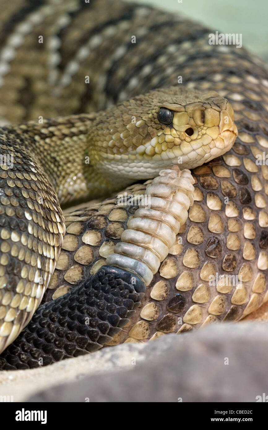 Mexican West Coast Rattlesnake, messicano Rattler verde (Crotalus basiliscus), ritratto. Foto Stock