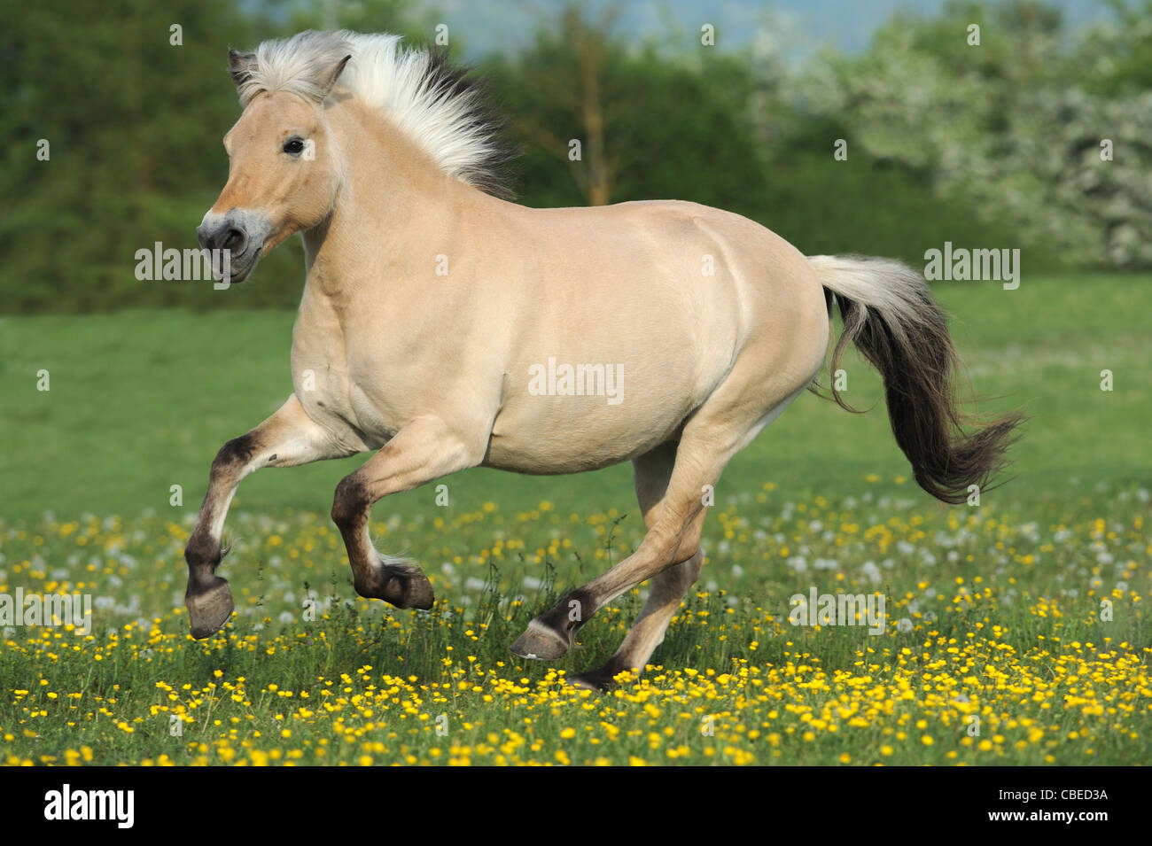 Fiordo norvegese cavallo (Equus caballus ferus). Mare in un galoppo su un prato. Foto Stock