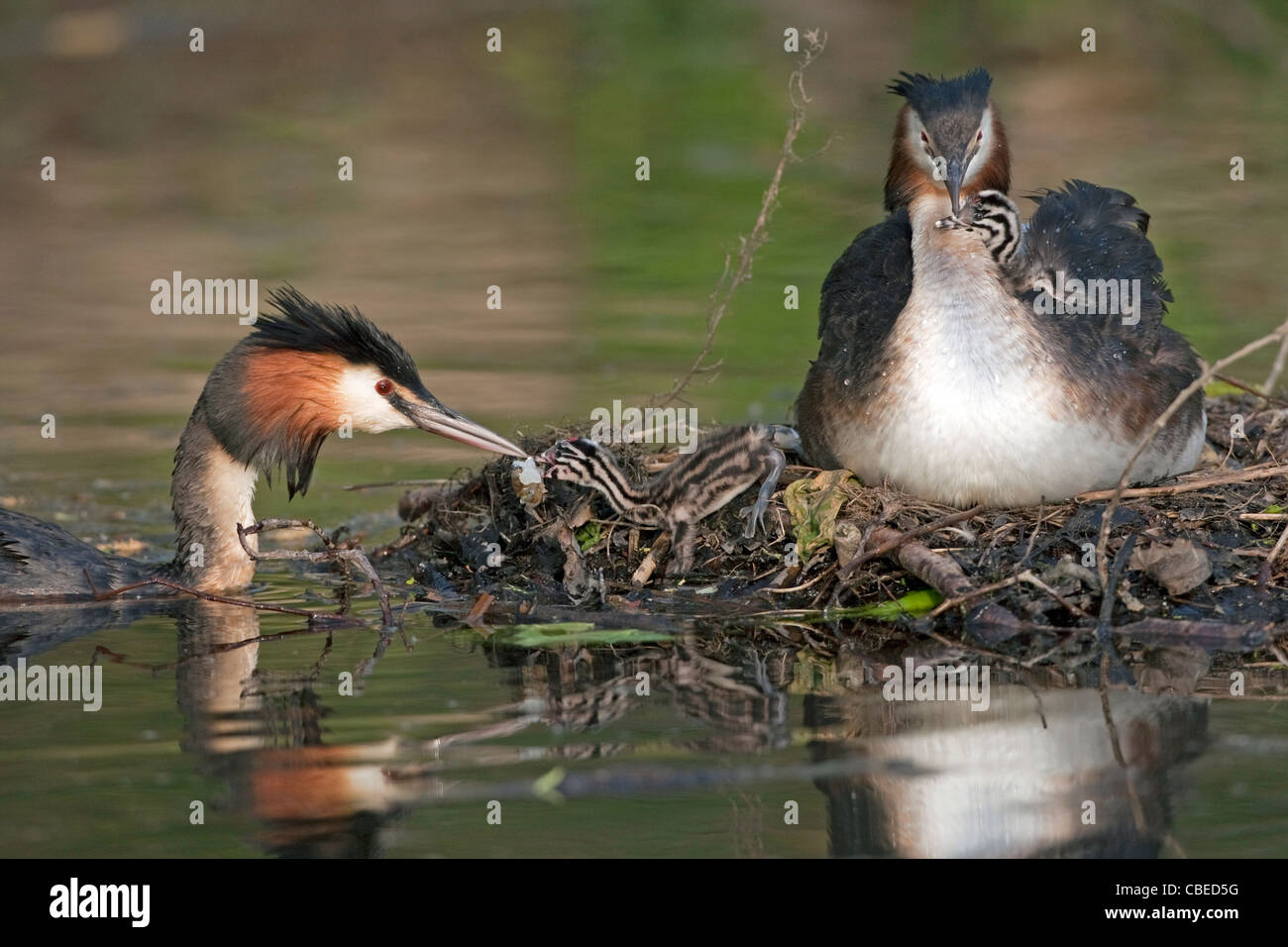 Svasso maggiore (Podiceps cristatus). Alimentazione adulto pulcini sul nido. Foto Stock
