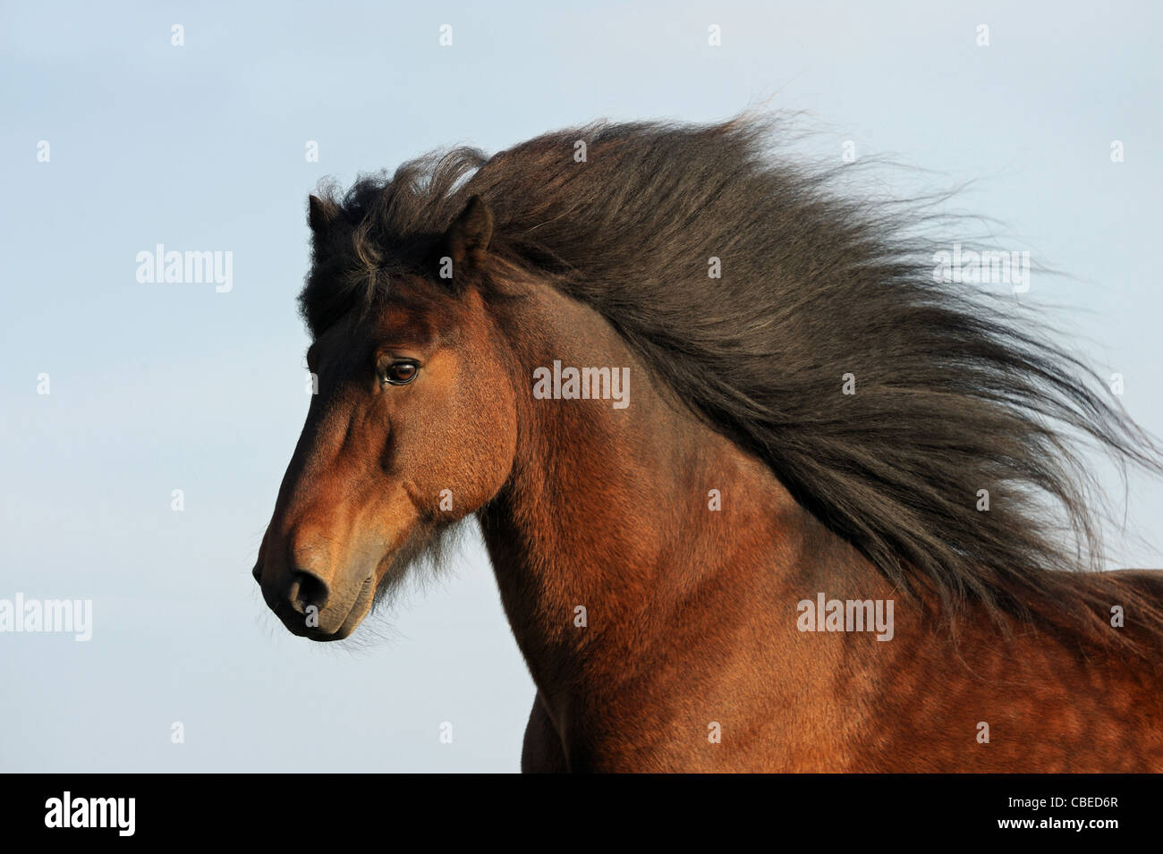Cavallo islandese (Equus caballus ferus), il ritratto di una baia stallone con la criniera fluente. Foto Stock