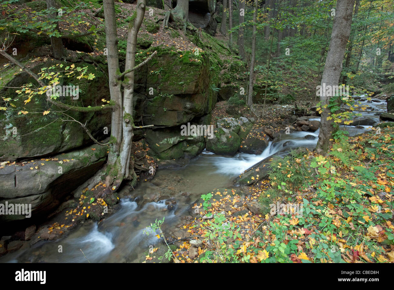 Il flusso Dorfbach nella valle Kirnitzsch. Elba montagne di arenaria, in Sassonia, Germania. Foto Stock