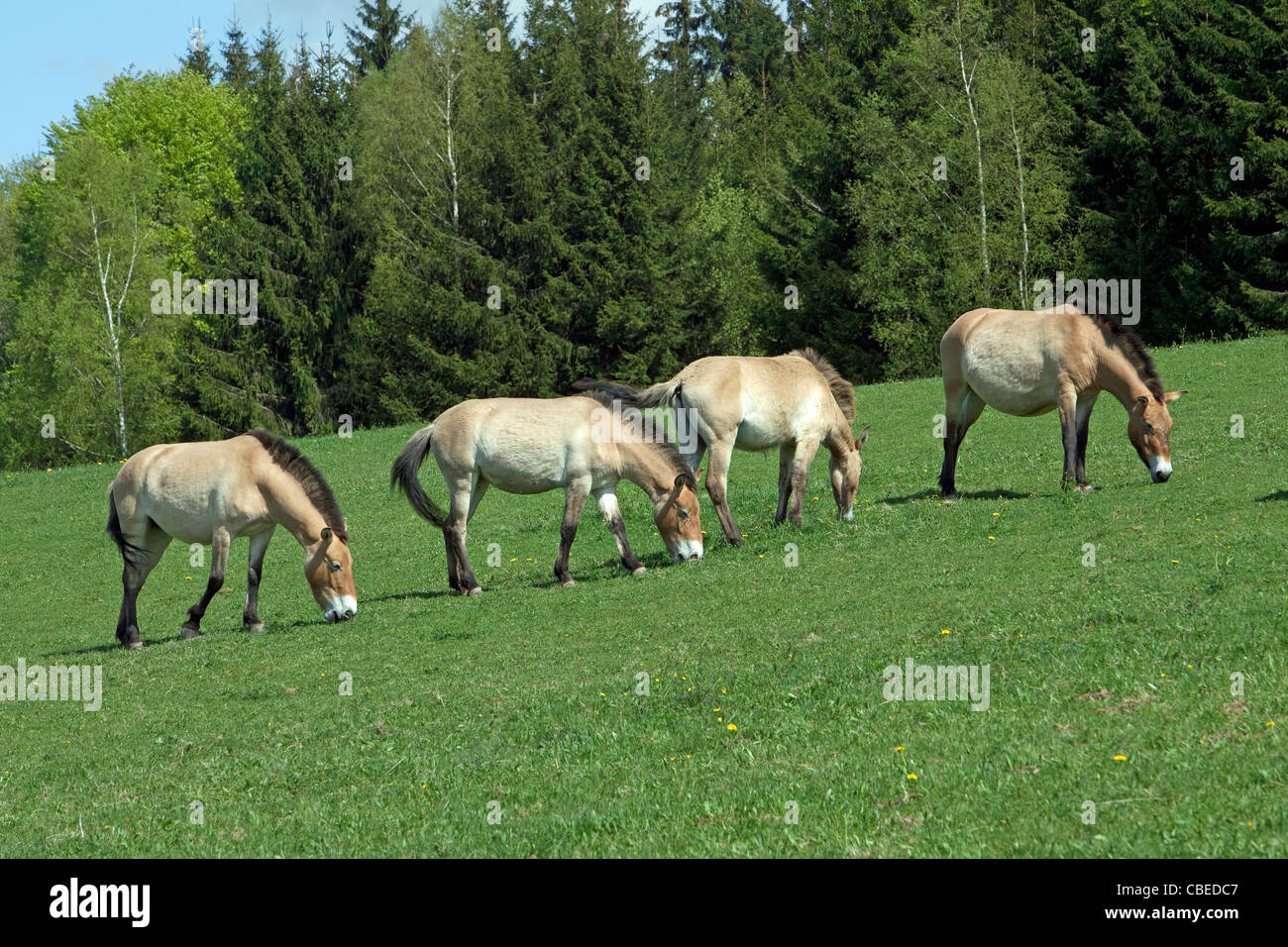 Przewalskis cavallo, cavallo selvatico della Mongolia (Equus ferus przewalskii). Quattro individui di pascolare su un prato. Foto Stock