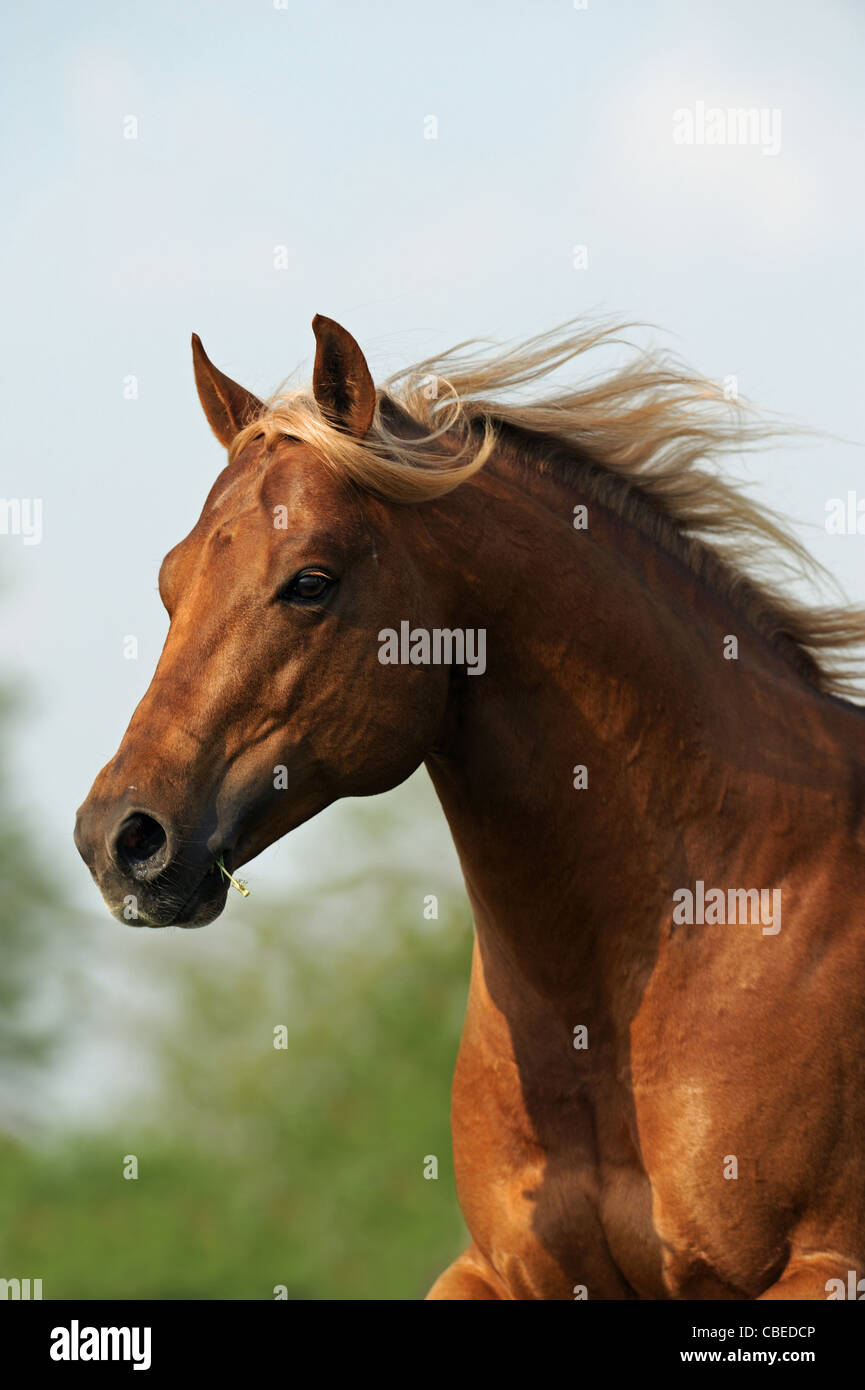 Quarter Horse (Equus caballus ferus). Ritratto di un castagno stallone. Foto Stock