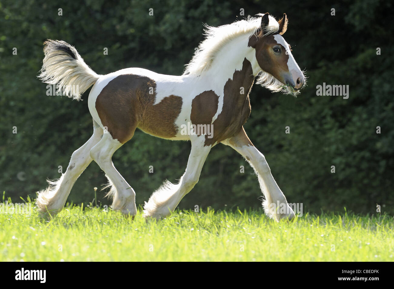 Gypsy Vanner Cavallo (Equus caballus ferus), puledro trotto su un prato. Foto Stock