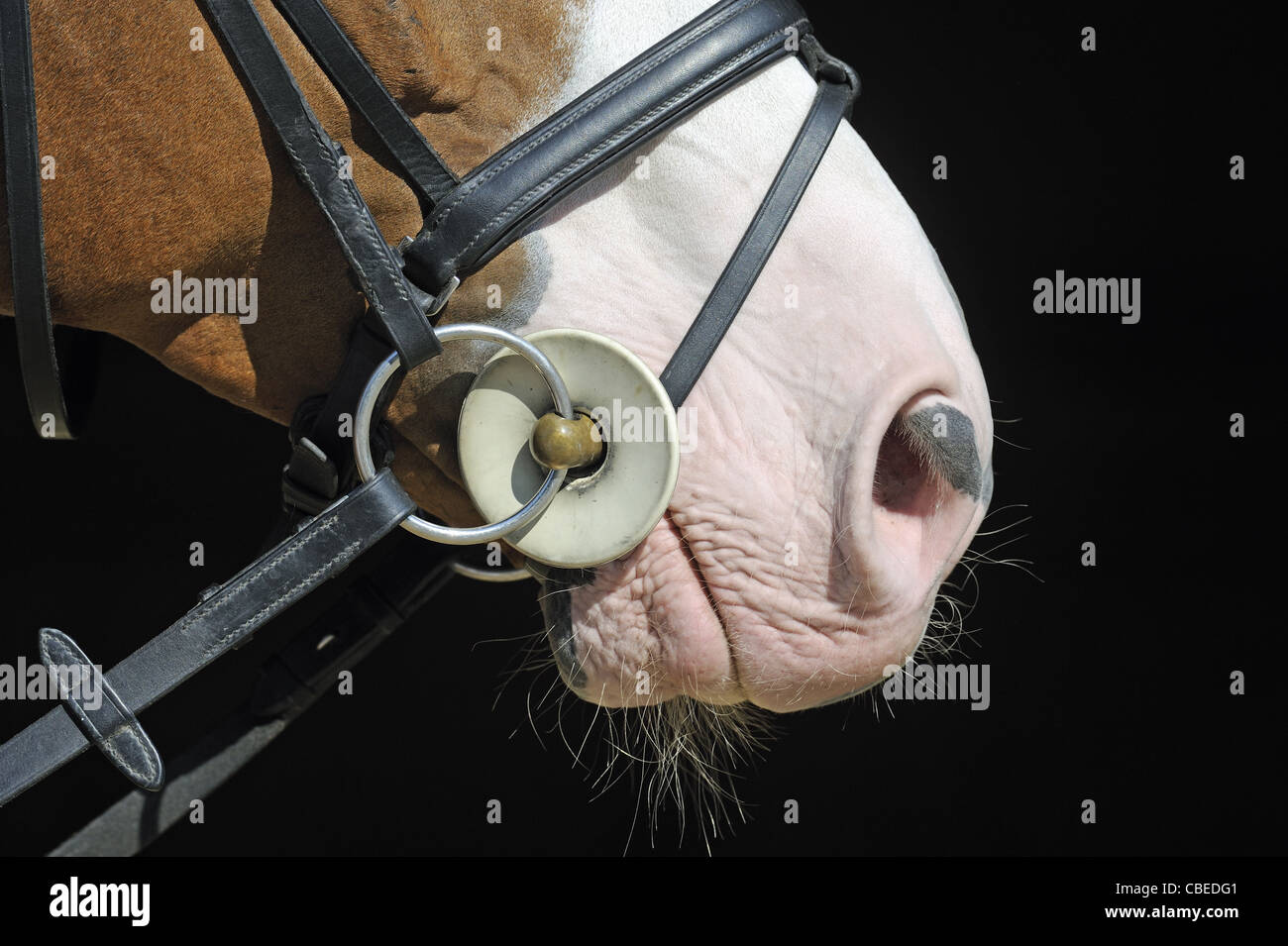 Warmblood tedesco (Equus caballus ferus) indossando un snaffle bit. Foto Stock