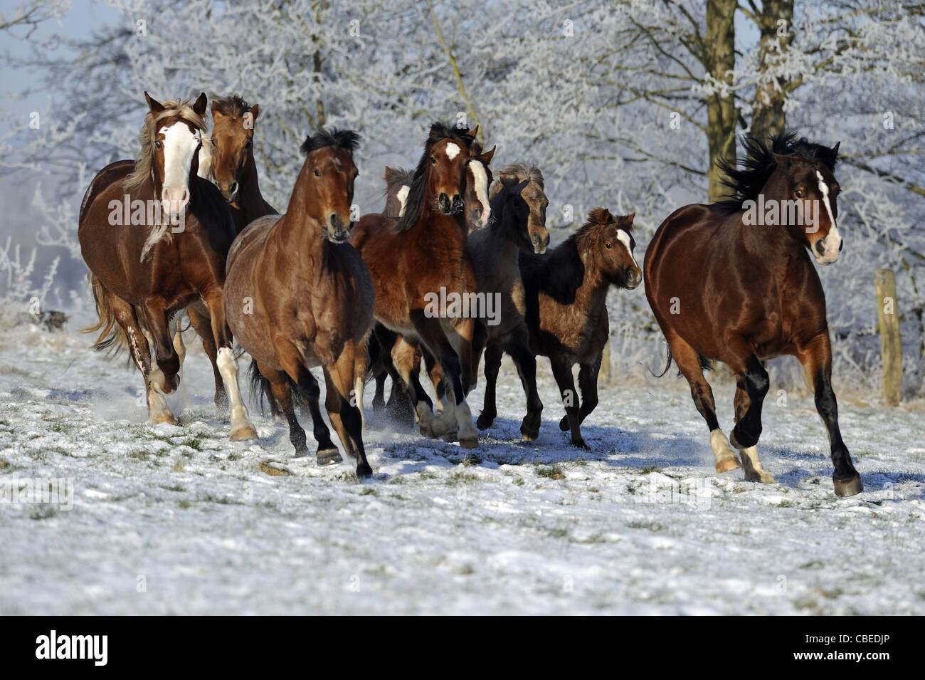 Pony Welsh (Equus caballus ferus), allevamento in un galoppo su un prato nevoso. Foto Stock