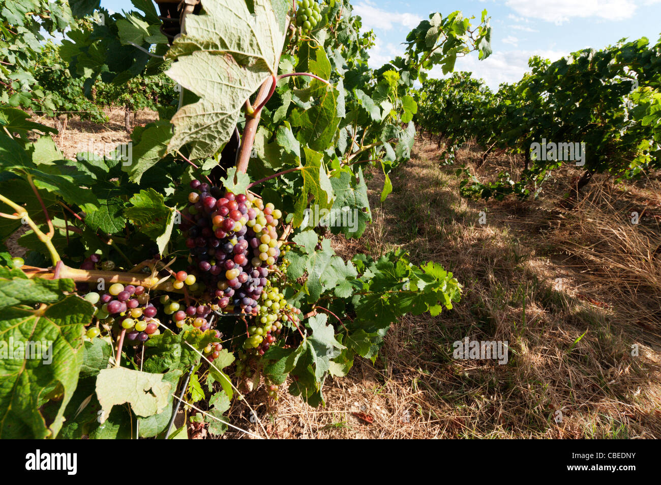 Filari di viti che cresce in un campo a nord di Beziers nel Languedoc, Francia meridionale Foto Stock
