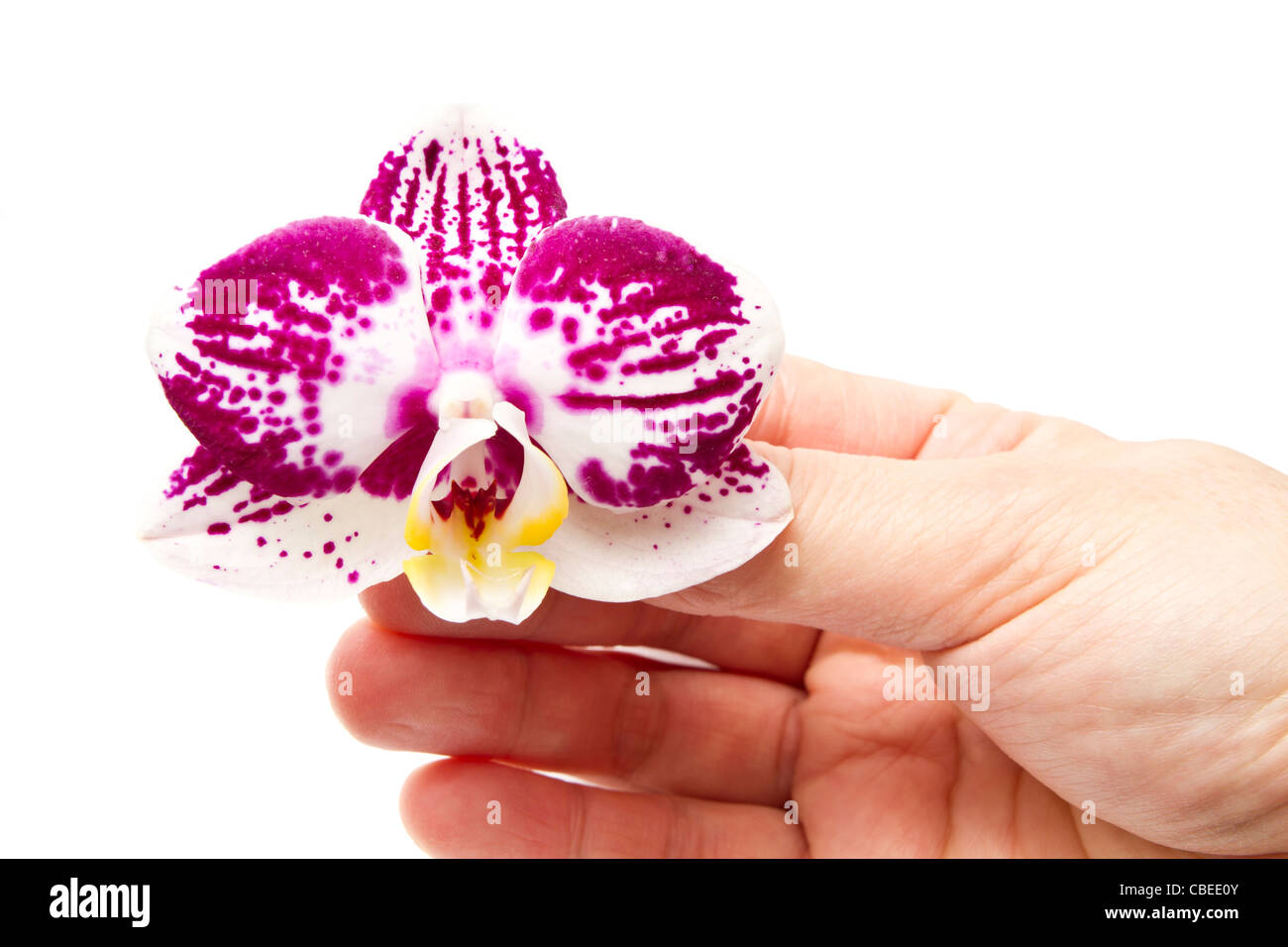 Belle orchidee fresche in mano Foto Stock