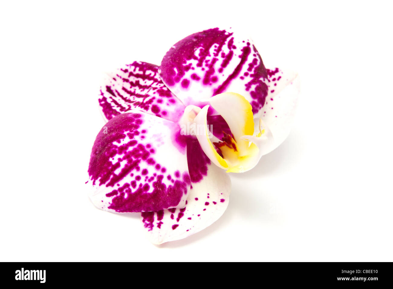 Belle orchidee fresche isolati su sfondo bianco Foto Stock