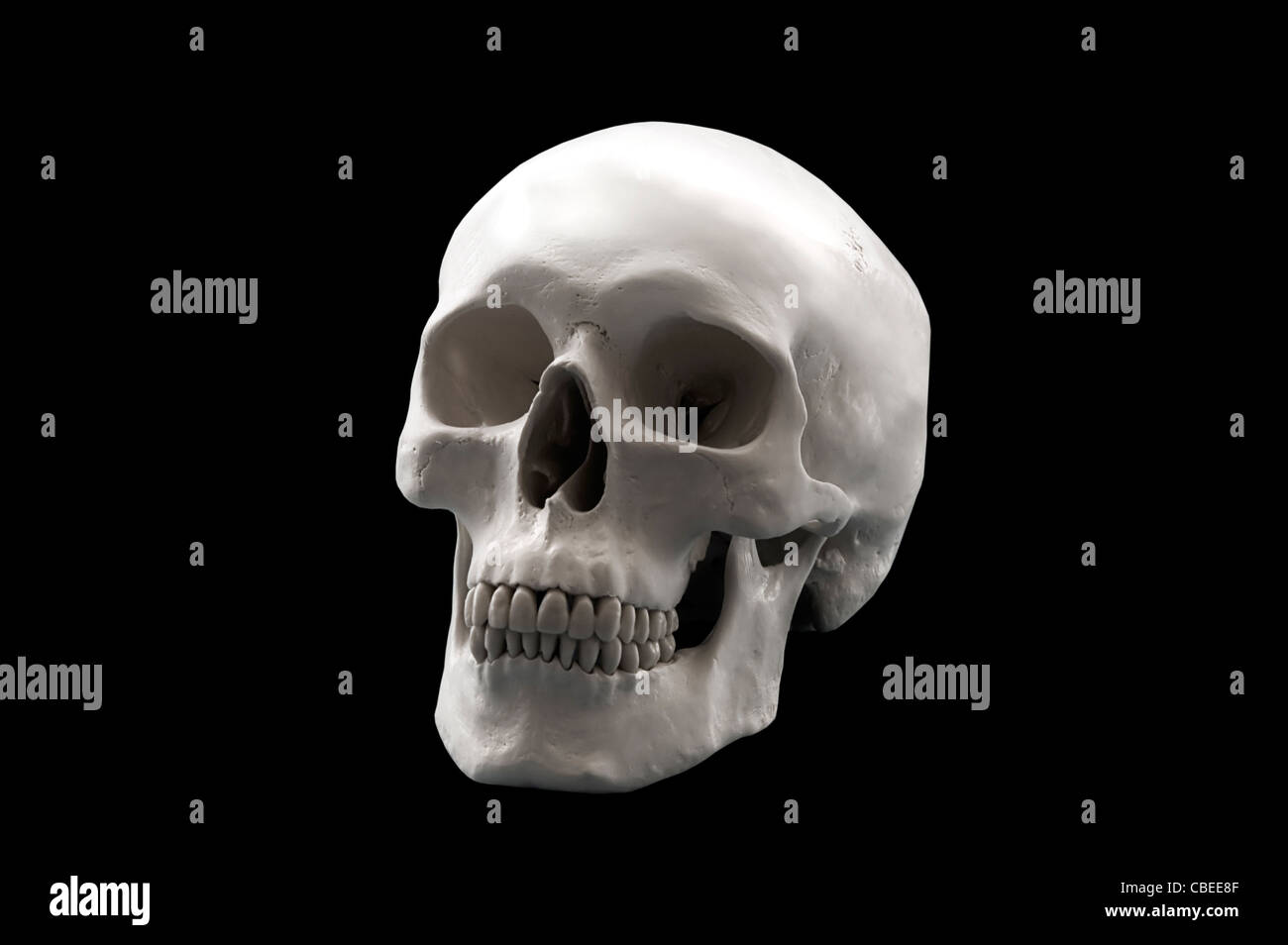 cranio umano Foto Stock