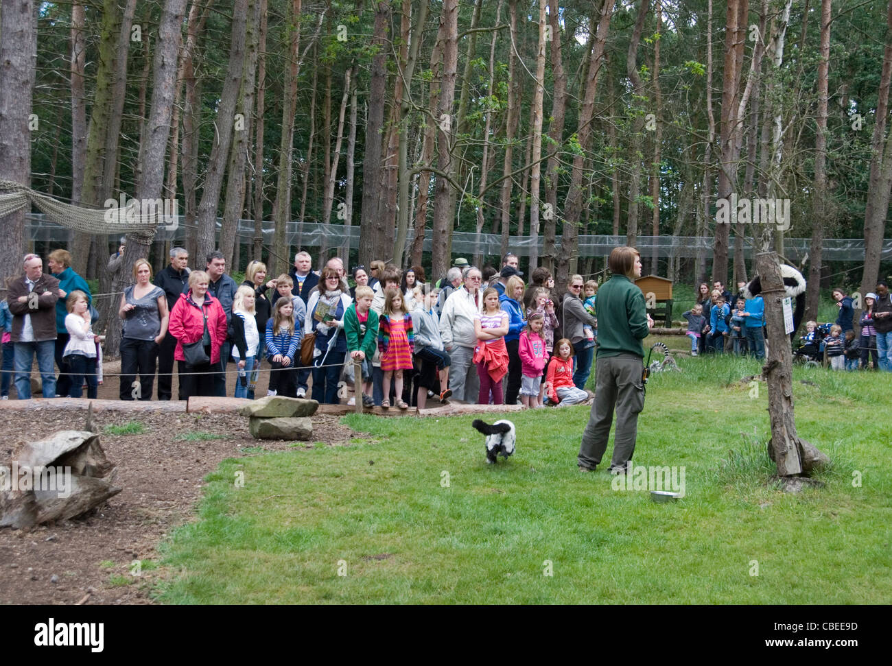 Una folla di persone che guardano il detentore parlare come lemuri funzionare intorno a loro i piedi all'interno del contenitore aperto, Yorkshire Wildlife Park, Regno Unito Foto Stock