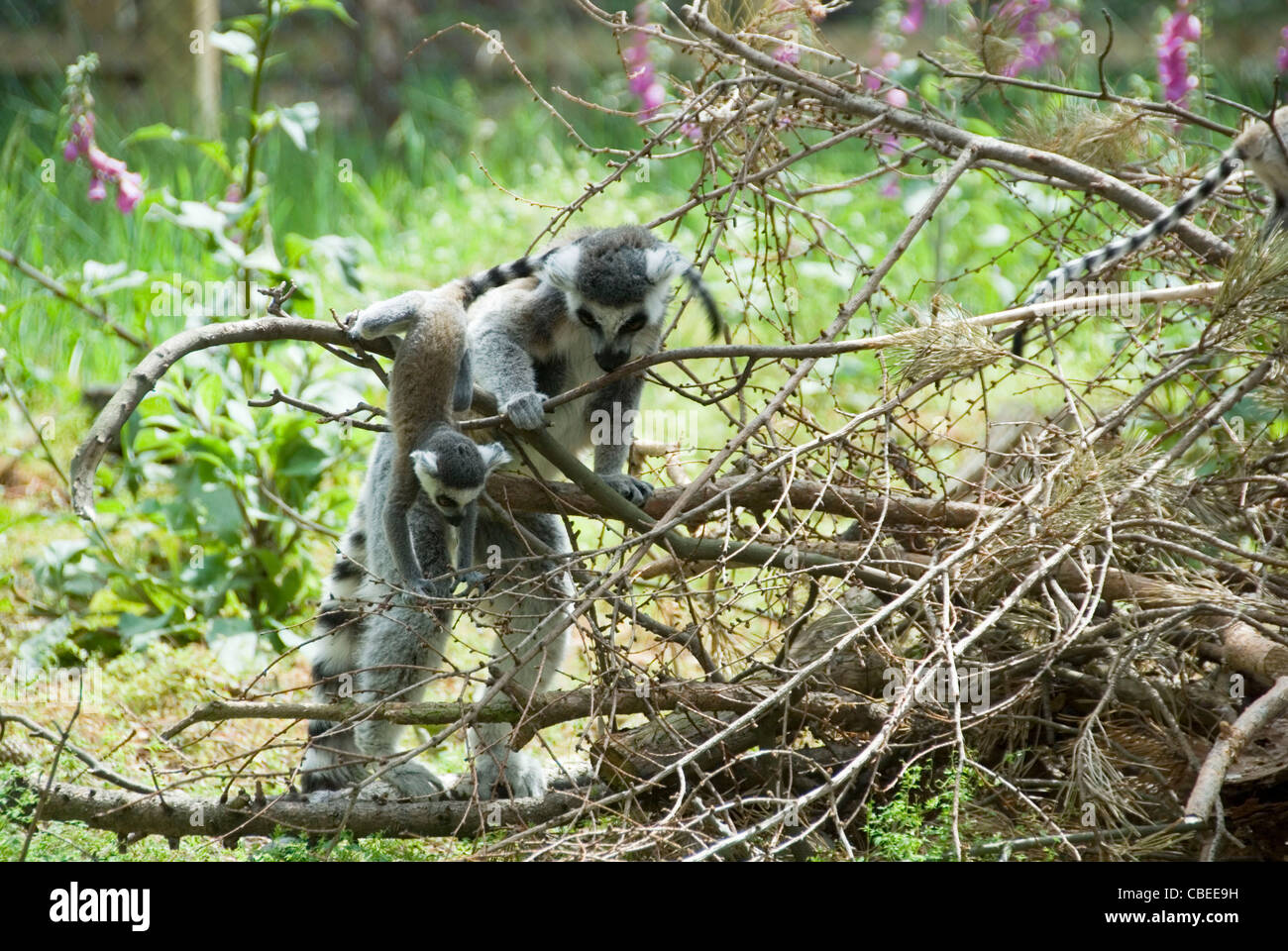 Anello lemure codato, lemuri catta, la madre e il Bambino, Yorkshire Wildlife Park Foto Stock