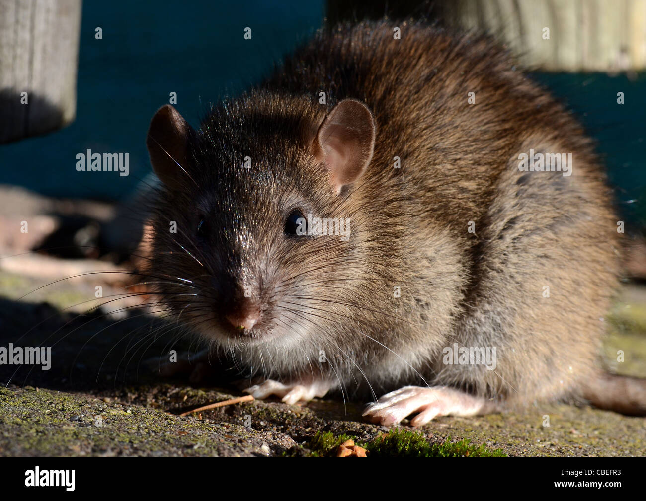 Comune di ratto marrone Foto Stock