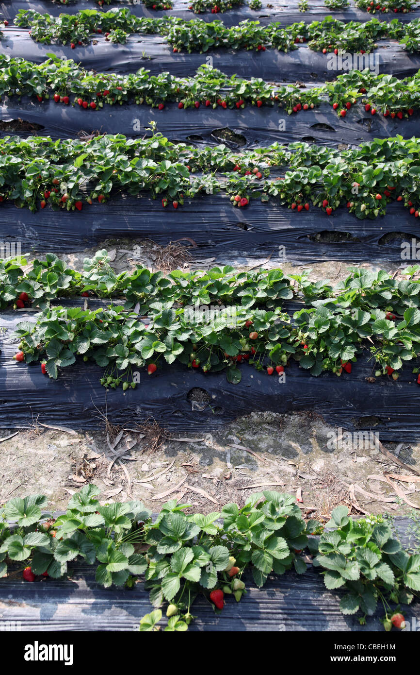 Gamma di fragole in un campo di fragole è pronto per essere ritirato. Essa fresca giornata di sole e il loro aspetto succosa per mangiare. Yummy frutto Foto Stock