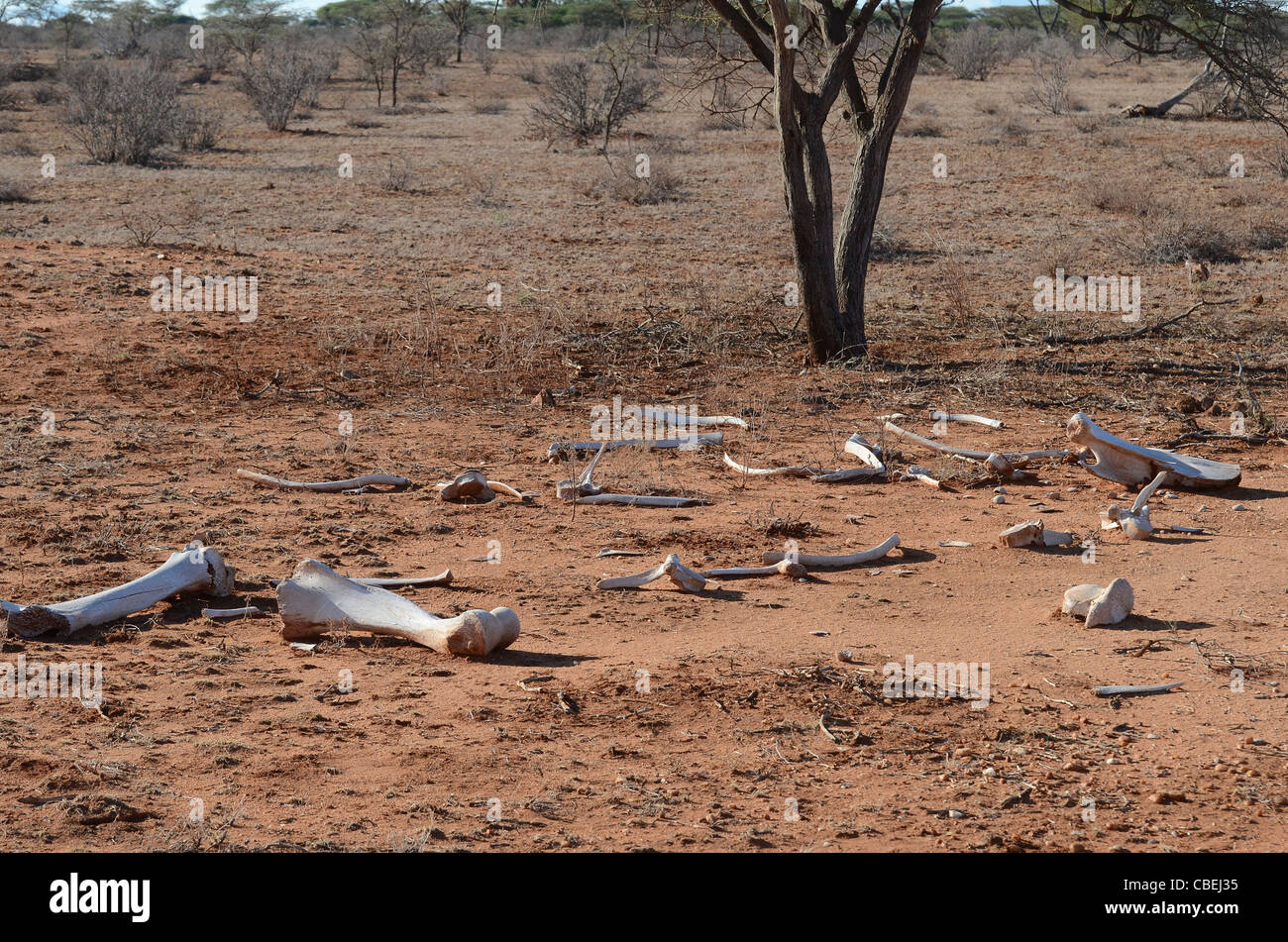 Kenya, Samburu Parco Nazionale di paesaggio le ossa di animali Foto Stock