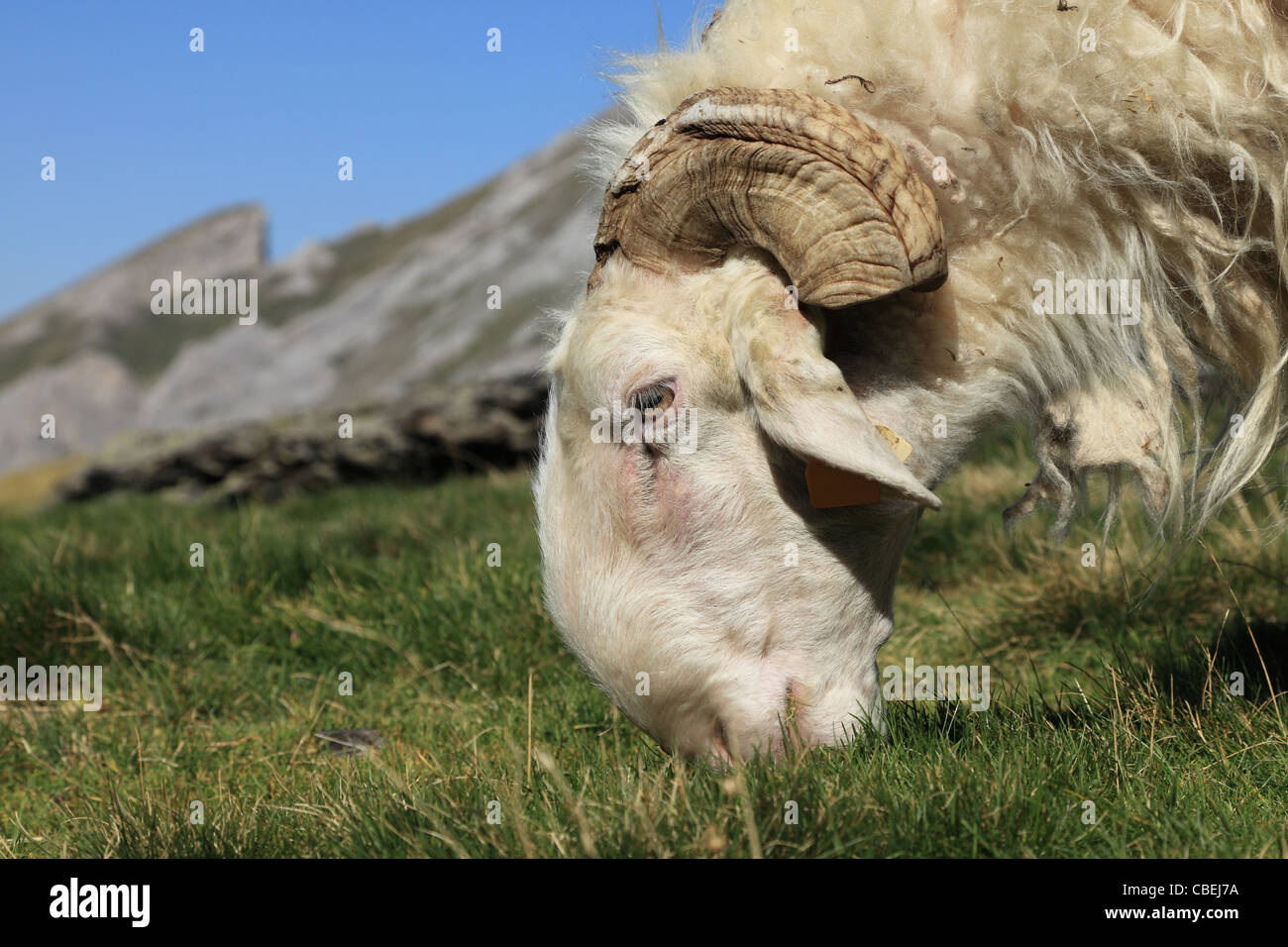 Close-up immagine di una ram di pascolare su un alta altitudine pascoli nelle montagne dei Pirenei. Foto Stock