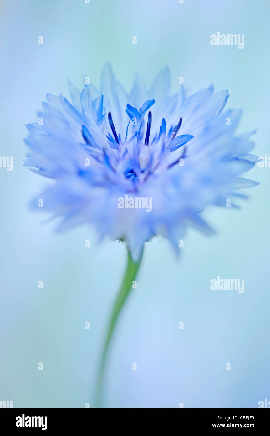 Centaurea cyanus, Fiordaliso, fiore Blu tema, sfondo blu. Foto Stock